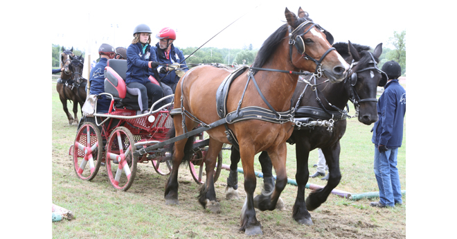 un bon coup de zoom sur les races de chevaux de trait