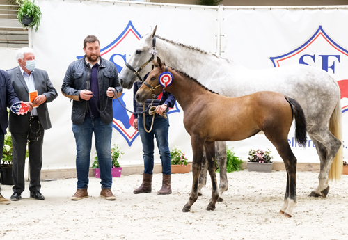 Femelles Jeunes : 3e Louisiane de la Lande
