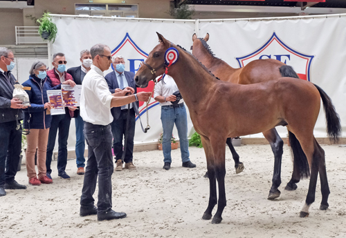 Mâles âgés : 1er Lemon Rose D Chaumes