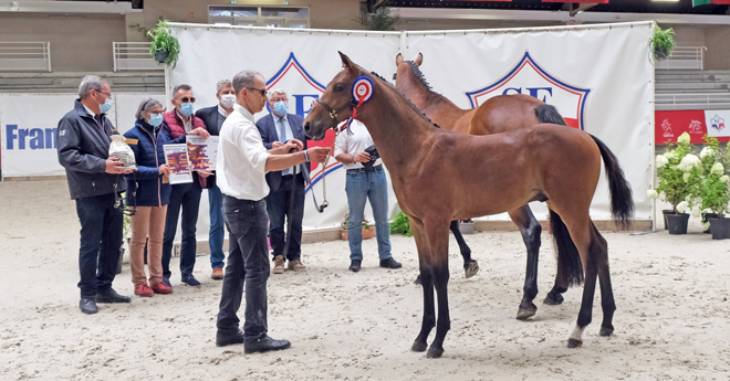 Mâles âgés : 1er Lemon Rose D Chaumes