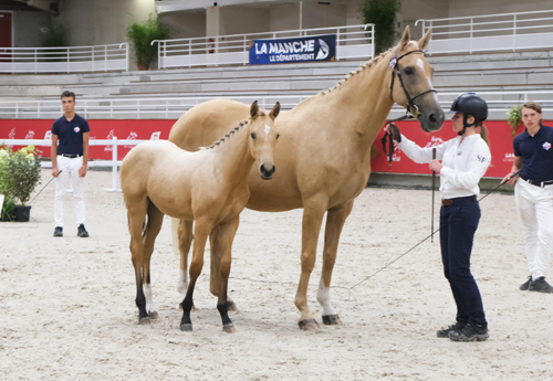 Lucciana HDN vendue 9 500 €