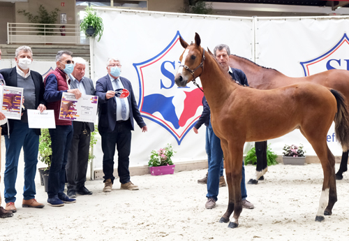 Femelles âgées : 1re Larissa Blue Diam