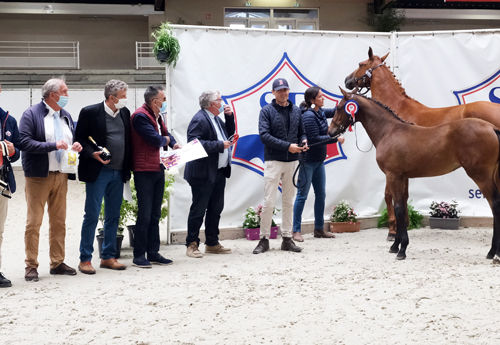 Femelles âgées : 4e Lady Star du Cedre