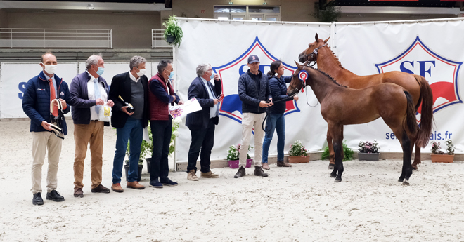 Femelles âgées : 4e Lady Star du Cedre