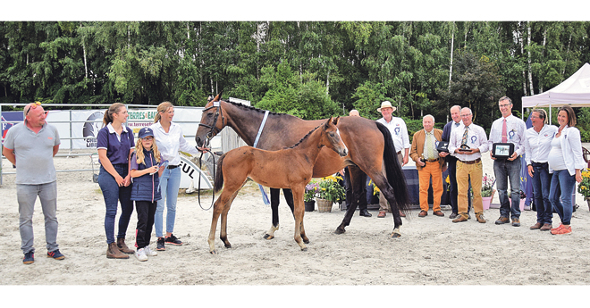 Foal suprême cheval