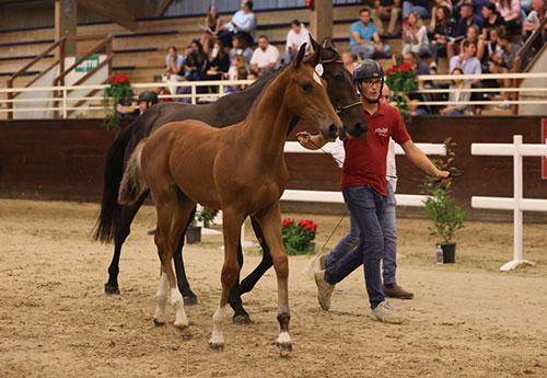 Le foal High Level Devil Z s'est adjugé à 145 000 euros