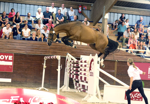 Ibou du Bidou (Cicave du Talus et Eden du Bidou x Ulpien d’Elle) né chez Charles Hubert Blin, adjugé 135 000 euros