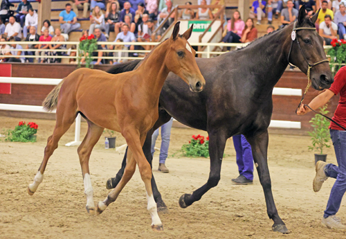 Le foal High Level Devil Z frère utérin des craks Emerald et Diamanthina adjugé 145 000 euros, record mondial pour un foal (©PSV)