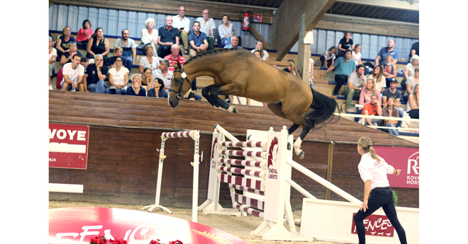 Ibou du Bidou (Cicave du Talus et Eden du Bidou x Ulpien d’Elle) né chez Charles Hubert Blin, adjugé 135 000 euros