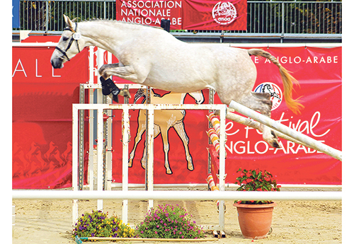 Quirky de Sand, 2e des femelles 3 ans section I et II