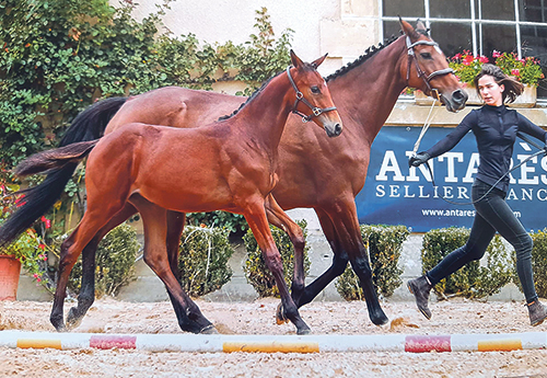 Miss Malya Royale, 3e des faols femelles Section I et II