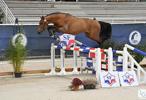 Ken Delaumone (Armitages Boy, Old et Valentina Jeclai’s x Nippon d'Elle) est le grand gagnant des 2 ans (© Photos Les Garennes)
