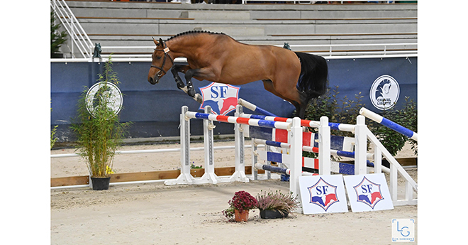 Ken Delaumone (Armitages Boy, Old et Valentina Jeclai’s x Nippon d'Elle) est le grand gagnant des 2 ans (© Photos Les Garennes)