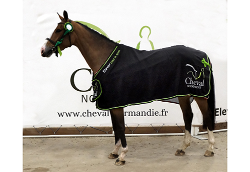 Java Blue (© Cheval Normandie/Jean Bougie-Equin Normand)