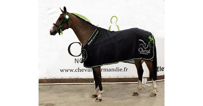 Java Blue (© Cheval Normandie/Jean Bougie-Equin Normand)