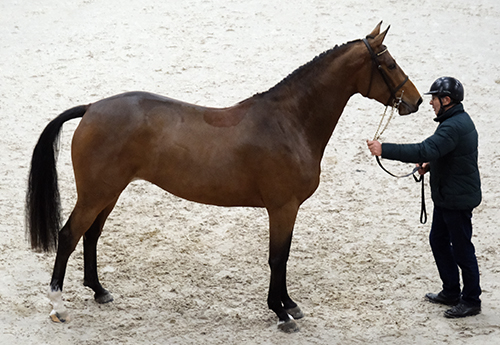 Jasmine du Bois (© Cheval Normandie/Jean Bougie-Equin Normand)