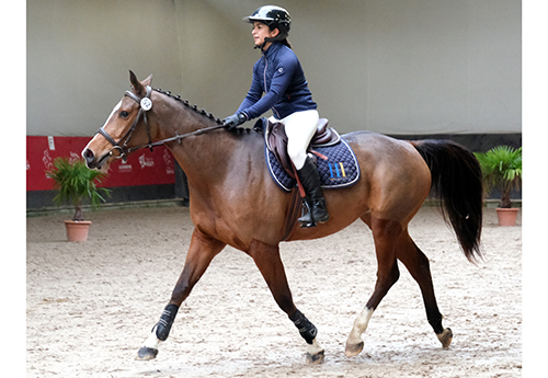 Jelka de la Cour (© Cheval Normandie/Jean Bougie-Equin Normand)