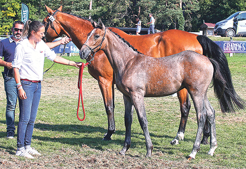 Luccia Paese Verde au concours régional foal femelle IDF où elle gagne