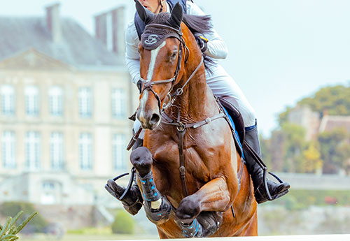 L'Excellence attendue au Pin