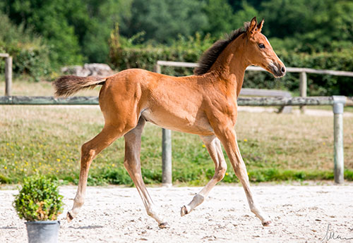 L'étape régionale des foals de Cheval Normandie pendant la compétition
