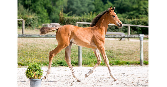 L'étape régionale des foals de Cheval Normandie pendant la compétition