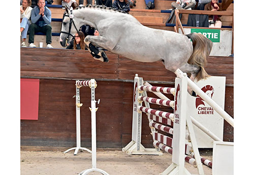 Kuroo d'Aunou, le spectaculaire fils d’Untouchable 27, restera en France pour le compte des Haras du Fougeray et du Reverdy