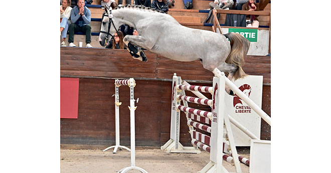 Kuroo d'Aunou, le spectaculaire fils d’Untouchable 27, restera en France pour le compte des Haras du Fougeray et du Reverdy