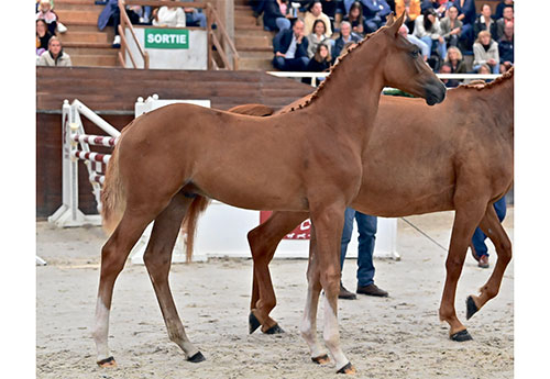 Le majestueux Nirvana du Ponant, neveu de Dubaï du Cèdre, a fait monter les compteurs à 32 000€ (© Les Garennes/Coll. Fences)