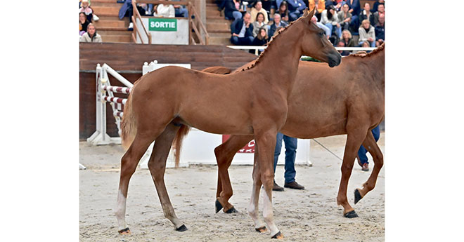 Le majestueux Nirvana du Ponant, neveu de Dubaï du Cèdre, a fait monter les compteurs à 32 000€ (© Les Garennes/Coll. Fences)