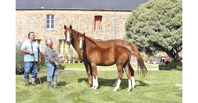 Normande du Bary (Casallo Z) et sa mère Cachemire Belmanière (Salto de l’Isle-Muguet du Manoir née chez Claudie Blandamour). La jument est en co-propriété avec leur ami Franco Bissacco (©ER)