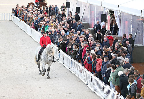Le Percheron roi du Pin (© ER)